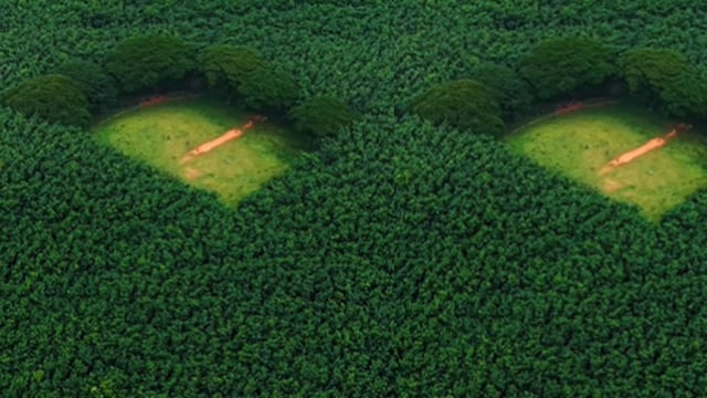 Not The Amazon This Cricket Ground In The Middle Of Forest Lies In not-the-amazon-this-cricket-ground-in-the-middle-of-forest-lies-in