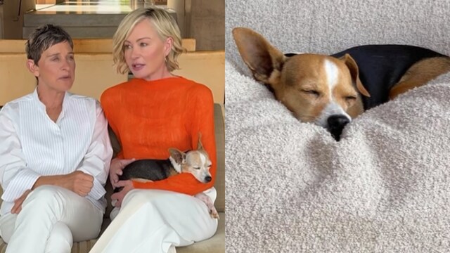 Ellen DeGeneres' canine  passes away.