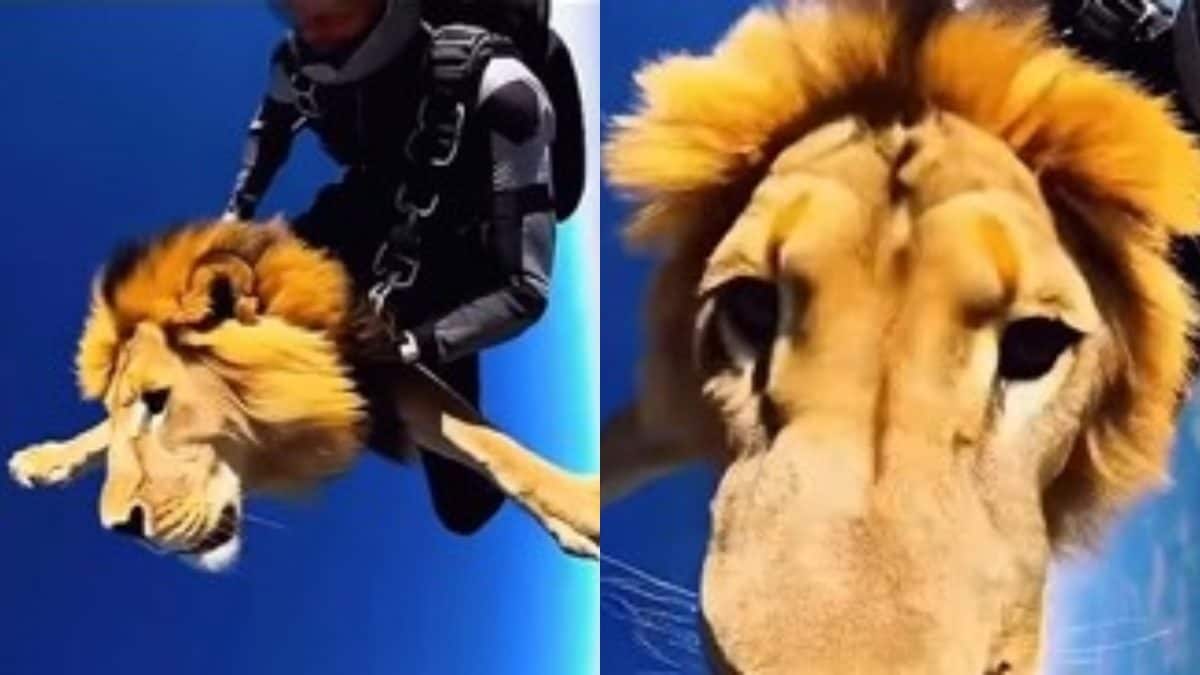 Lion 'Skydives' With Human Atop In Viral Video, Netizens Debate: 'Is It Real Or AI?'