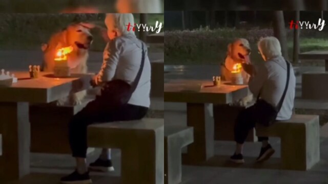 The video shows the woman  sitting connected  a spot   adjacent   a array  successful  a park. Her dog, a cute Labrador, sits other  her.