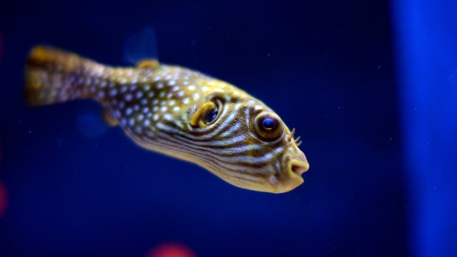 Scientists from Southern France are planning to prepare fish eggs on Earth before transporting them to the moon. (Representative/AP File)