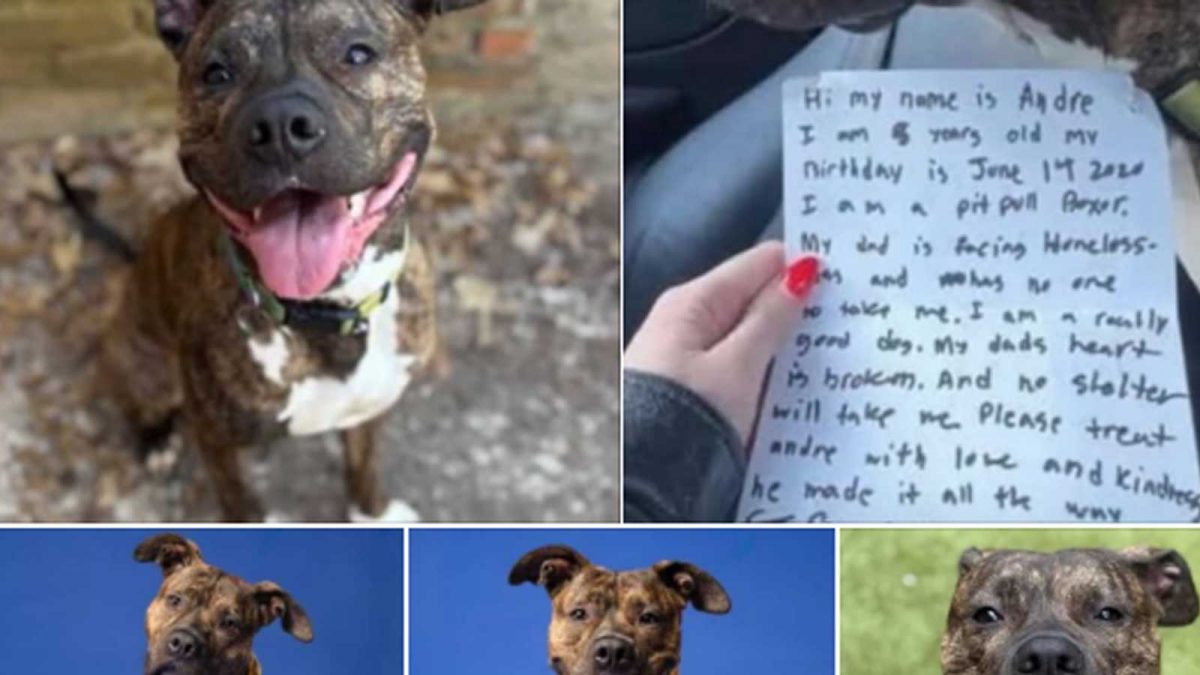 Dog Abandoned With Heartbreaking Note Finds New Family | Viral News ...