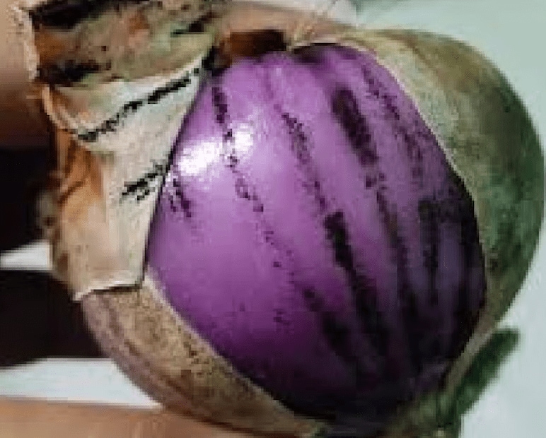 The black spots seen on onions are actually a type of fungus, scientifically known as Aspergillus niger. This fungus is commonly found in soil. Though it is not as dangerous or fatal as some other black fungi, it is still not completely safe for consumption. (News18 Gujarati) The black spots seen on onions are actually a type of fungus, scientifically known as Aspergillus niger. This fungus is commonly found in soil. Though it is not as dangerous or fatal as some other black fungi, it is still not completely safe for consumption. (News18 Gujarati)