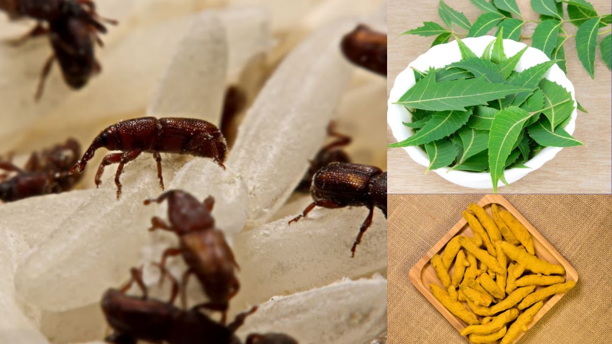 7 Tips And Tricks To Protect Your Rice From Pests