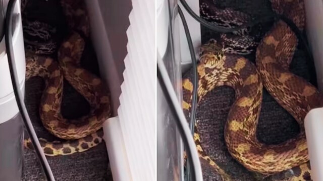 The snake measured astir   8 feet and had entered the bureau   done  an unfastened  door. (News18)