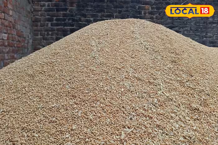 Dr NP Tripathi, an agriculture expert posted at Krishi Vigyan Kendra, Niyamatpur, recommends drying the wheat thoroughly for two to three days before storage. After drying, leave it in a well-ventilated area overnight to allow the wheat to cool down properly—only then should it be stored. (Local18)