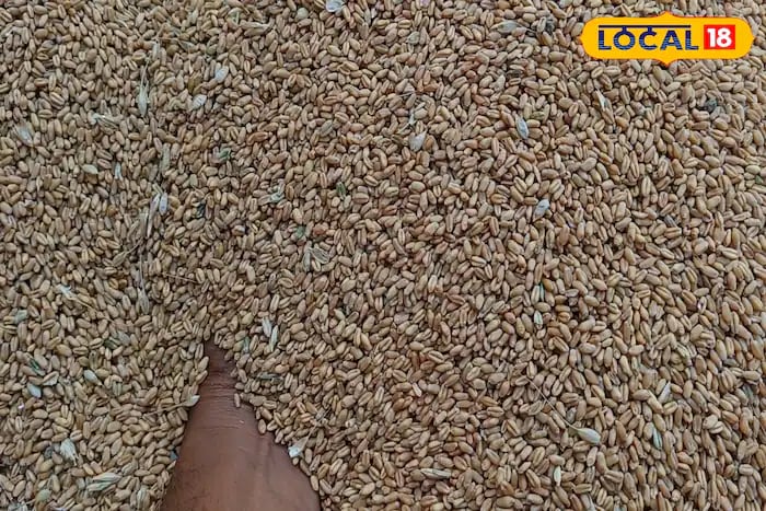 Often, stored wheat, whether kept in drums or sacks, gets infested with weevils, which can damage the quality of the grain by eating into it. Because of this, many farmers avoid storing wheat. However, if a few precautionary measures are taken, wheat can be safely stored for a longer period. (Local18)