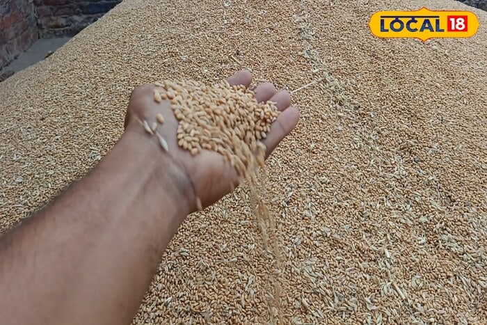 Usually, after the harvest, farmers store wheat for year-round consumption. But due to a lack of proper storage knowledge, their grain often gets spoiled by weevils. If you're struggling with this issue, it’s best to avoid chemical methods, as they may be harmful to health and degrade the quality of the stored grain. (Local18)