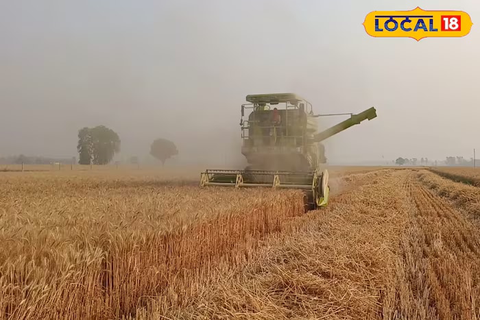 Wheat is typically harvested in the month of April. Some farmers sell their crop immediately in the market, while others prefer to store it and wait for better prices. If you are also considering storing wheat, this simple trick may prove useful for you. (Local18) Wheat is typically harvested in the month of April. Some farmers sell their crop immediately in the market, while others prefer to store it and wait for better prices. If you are also considering storing wheat, this simple trick may prove useful for you. (Local18)