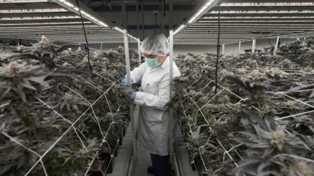 A worker tends to cannabis plants at a farm in Kanchanaburi province, west of Bangkok, Thailand, July 16, 2024. (AP file photo)