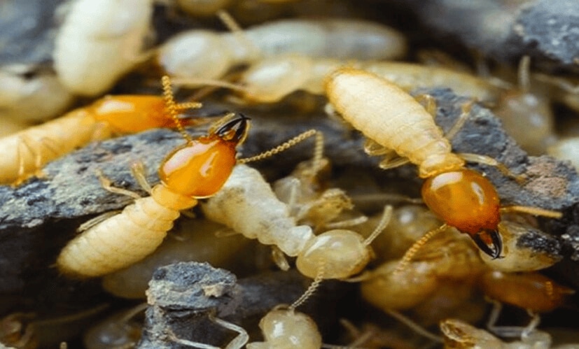 Though these tiny insects are often not visible to the naked eye, they can be very damaging to household furniture. To maintain a beautiful home, it’s not just about decoration, it’s also important to ensure everything remains in good condition. Termites and bed bugs, in particular, are known to destroy household items. (News18Telugu)