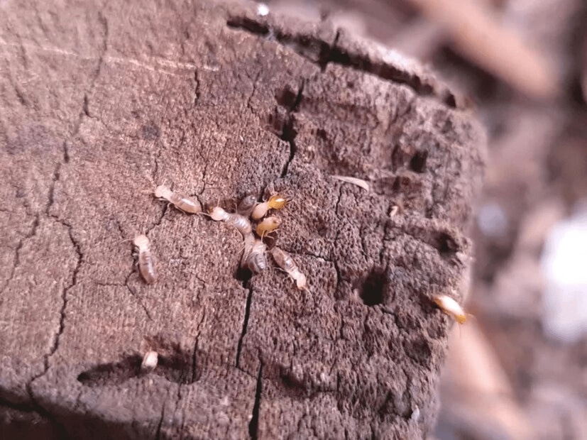 No insecticide available on the market has been able to fully eliminate these pests. Once termites are spotted, it becomes crucial to destroy or control them immediately. (News18Telugu)