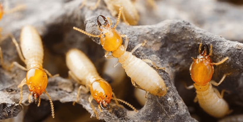 Many people believe that termites breed due to damp walls. As a result, moisture-resistant chemicals are often added during plastering. However, even these measures cannot fully prevent termite infestations. Here are a few remedies that are easily available at home and are safe for children. (News18Telugu)