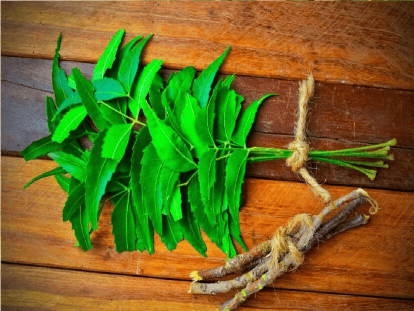 Neem leaves: Grind dried neem leaves into a fine powder and sprinkle it along the edges of bookshelves or the corners of wooden furniture. Termites cannot tolerate the smell. Also, avoid keeping papers in the same spot for too long, shake them occasionally. (News18Telugu)