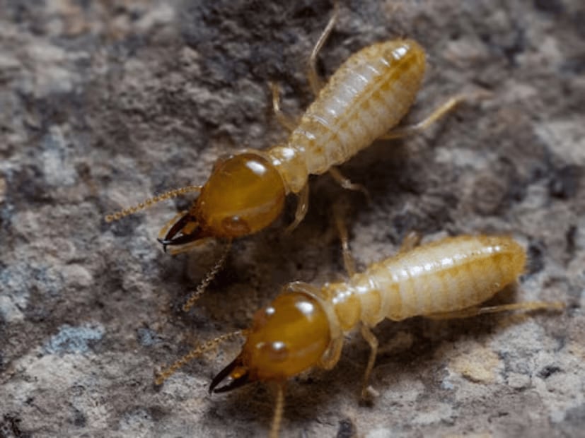 Naphthalene: Place naphthalene balls inside bookshelves and wooden drawers. This helps to keep termites at bay. (News18Telugu)