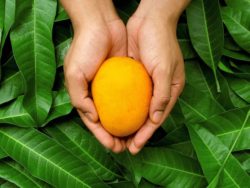 India ranks number one on this list. Almost 50% of all mangoes grown globally are cultivated in our country. Mangoes are grown in several Indian states, but Uttar Pradesh, Andhra Pradesh, and Maharashtra are the largest contributors. Stay with us to learn more about Shahi mangoes, a beloved variety enjoyed across the nation. (News18 Hindi) India ranks number one on this list. Almost 50% of all mangoes grown globally are cultivated in our country. Mangoes are grown in several Indian states, but Uttar Pradesh, Andhra Pradesh, and Maharashtra are the largest contributors. Stay with us to learn more about Shahi mangoes, a beloved variety enjoyed across the nation. (News18 Hindi)