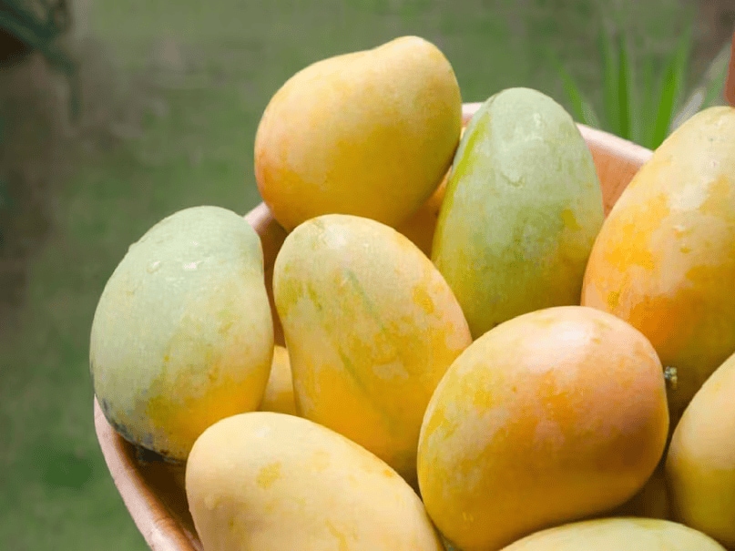 Uttar Pradesh leads India in mango production, accounting for around 25–26% of the country’s total output. The state produces approximately 4.5 million metric tonnes of mangoes every year. The fertile Ganges basin, favourable climate, and age-old mango farming traditions contribute to this success. Popular mango varieties such as Dussehri, Langra, Chaunsa, and Safeda, grown in regions like Malihabad, Saharanpur, and Lucknow, are widely appreciated both in India and abroad. (News18 Hindi) Uttar Pradesh leads India in mango production, accounting for around 25–26% of the country’s total output. The state produces approximately 4.5 million metric tonnes of mangoes every year. The fertile Ganges basin, favourable climate, and age-old mango farming traditions contribute to this success. Popular mango varieties such as Dussehri, Langra, Chaunsa, and Safeda, grown in regions like Malihabad, Saharanpur, and Lucknow, are widely appreciated both in India and abroad. (News18 Hindi)