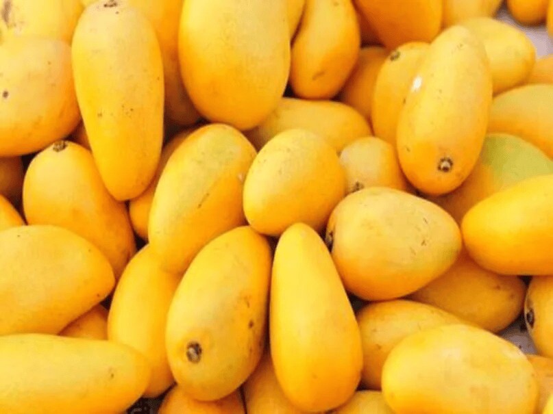 Mexico holds the fifth position with an annual production of about 2.4 million metric tonnes of mangoes. It is also one of the world’s leading mango exporters. Varieties such as Ataulfo and Tommy Atkins are commonly exported to international markets. Mango cultivation plays a key role in Mexico’s agricultural economy. (News18 Hindi) Mexico holds the fifth position with an annual production of about 2.4 million metric tonnes of mangoes. It is also one of the world’s leading mango exporters. Varieties such as Ataulfo and Tommy Atkins are commonly exported to international markets. Mango cultivation plays a key role in Mexico’s agricultural economy. (News18 Hindi)