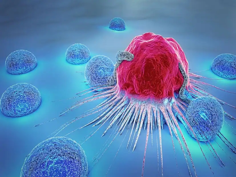 Stage Two: At this stage, symptoms become more noticeable and severe. Constipation and jaundice are more prominent, and the liver may begin to swell. The pancreas starts shifting from its normal position, placing pressure on nearby organs. This may lead to increased bile production, which can enter the bloodstream and cause jaundice. As the liver weakens, the risk of liver failure and death increases. (News18 Telugu) Stage Two: At this stage, symptoms become more noticeable and severe. Constipation and jaundice are more prominent, and the liver may begin to swell. The pancreas starts shifting from its normal position, placing pressure on nearby organs. This may lead to increased bile production, which can enter the bloodstream and cause jaundice. As the liver weakens, the risk of liver failure and death increases. (News18 Telugu)