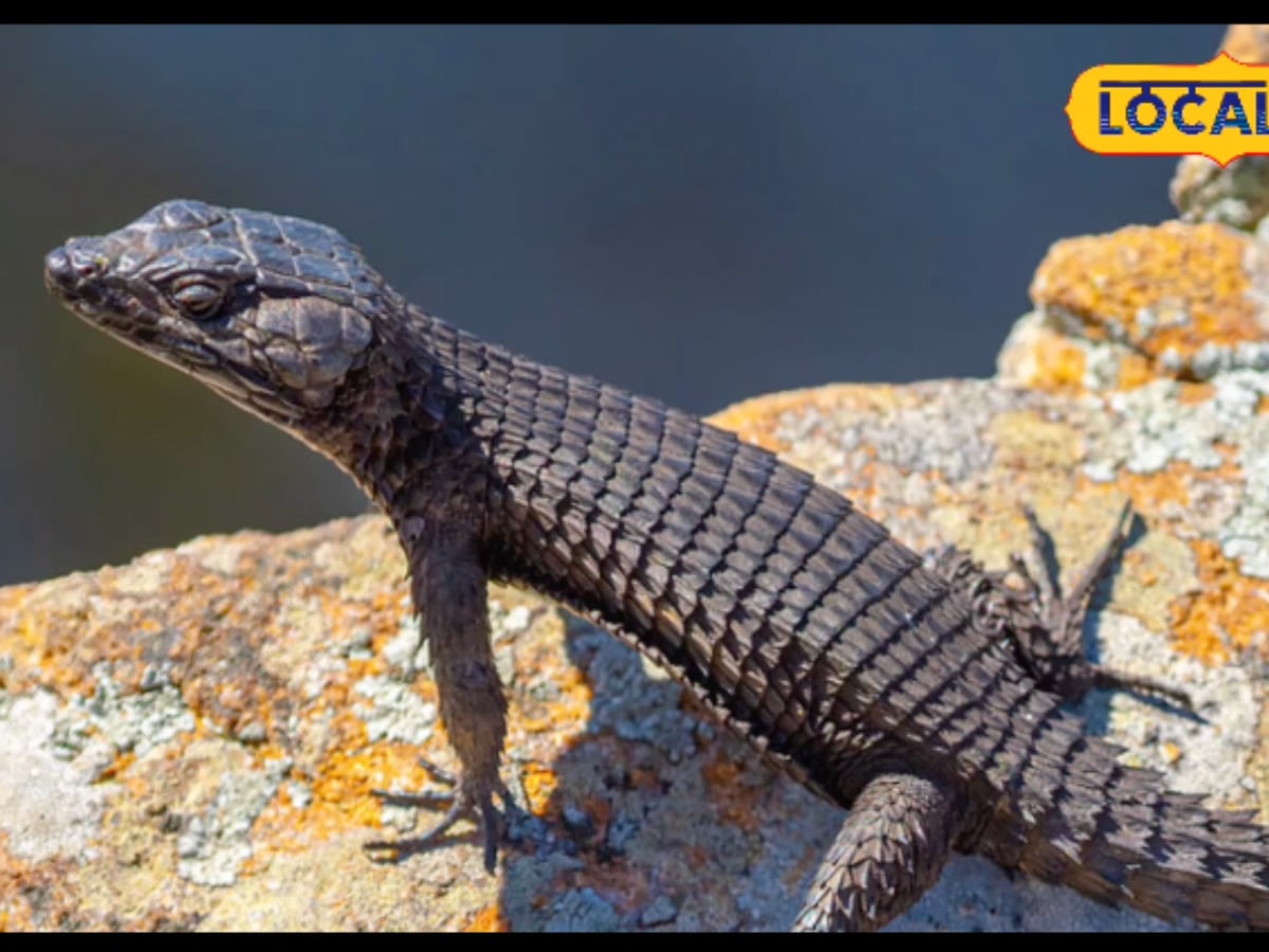 Black Lizards On Your Wall? Here's The Toxic Truth You Didn't Know