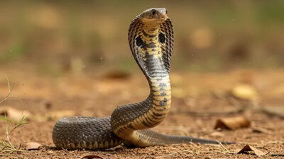 Despite the small number of venomous snake species in India, snake bites put hundreds of thousands of people at risk each year.