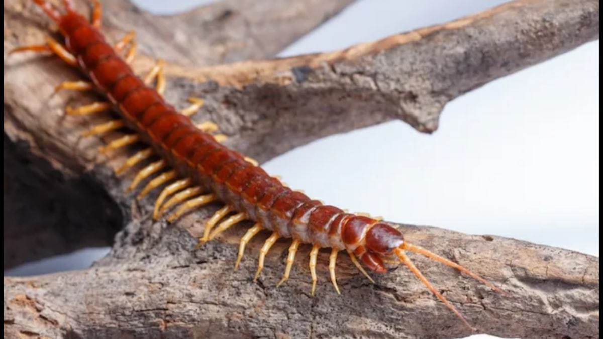 Home Remedies to Keep Centipedes Away This Monsoon