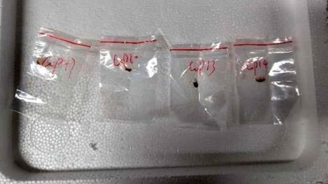 Two Chinese nationals have been accused of smuggling a dangerous biological pathogen to the US. 