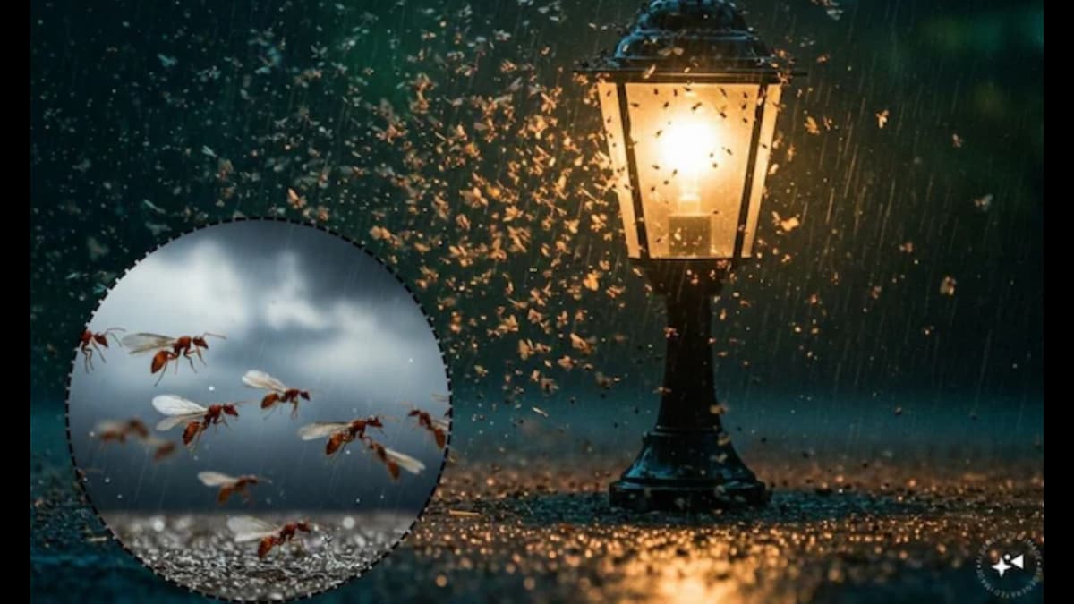 Get Rid of Flying Ants This Monsoon With These Simple Home Remedies