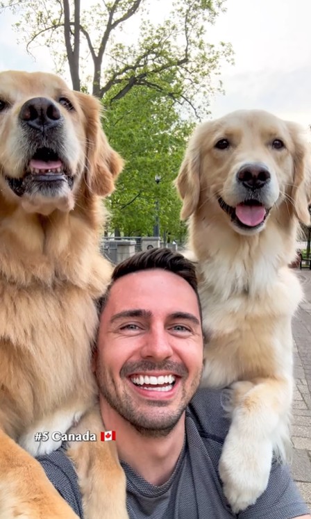 Golden Retriever Life Golden Retriever Life