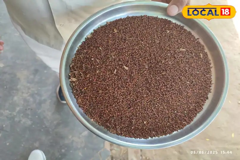 About two years ago, Ramdhanush bought three sindoor plants from Maharashtra, paying Rs 180 for each. While two didn’t survive, one did and from that single plant, he harvested nearly 1 kg of sindoor seeds. These seeds are highly valuable, fetching close to Rs 10,000 per kg in the market. (News18 Hindi)