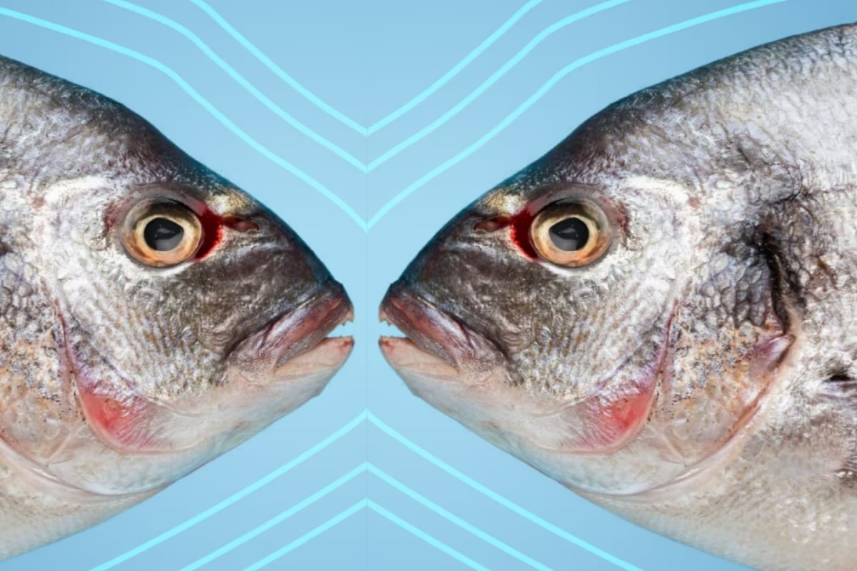 Eat This Fish Twice A Week To Stop Hair Loss, Improve Bone And Eye Health