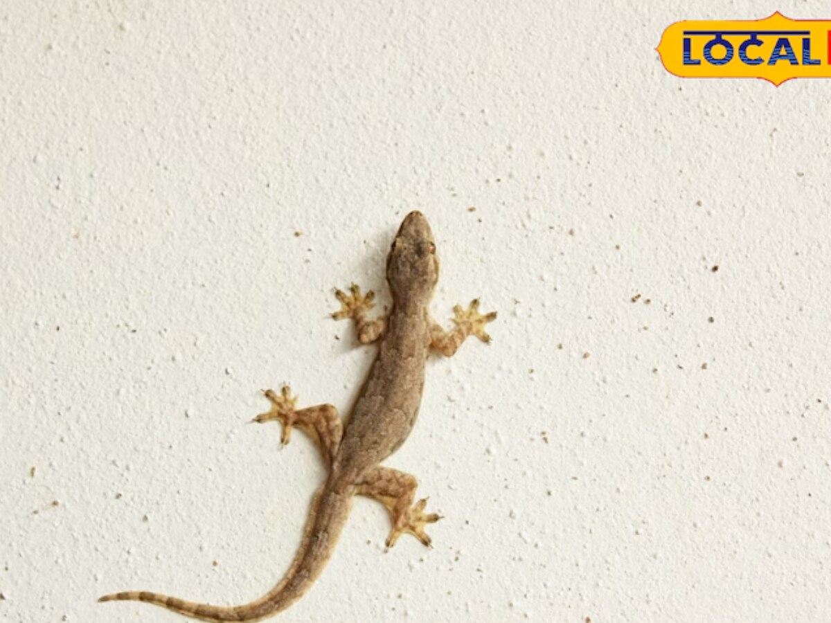 Tips And Tricks: How To Keep Lizards Away From Your House This Summer |  Lifestyle News