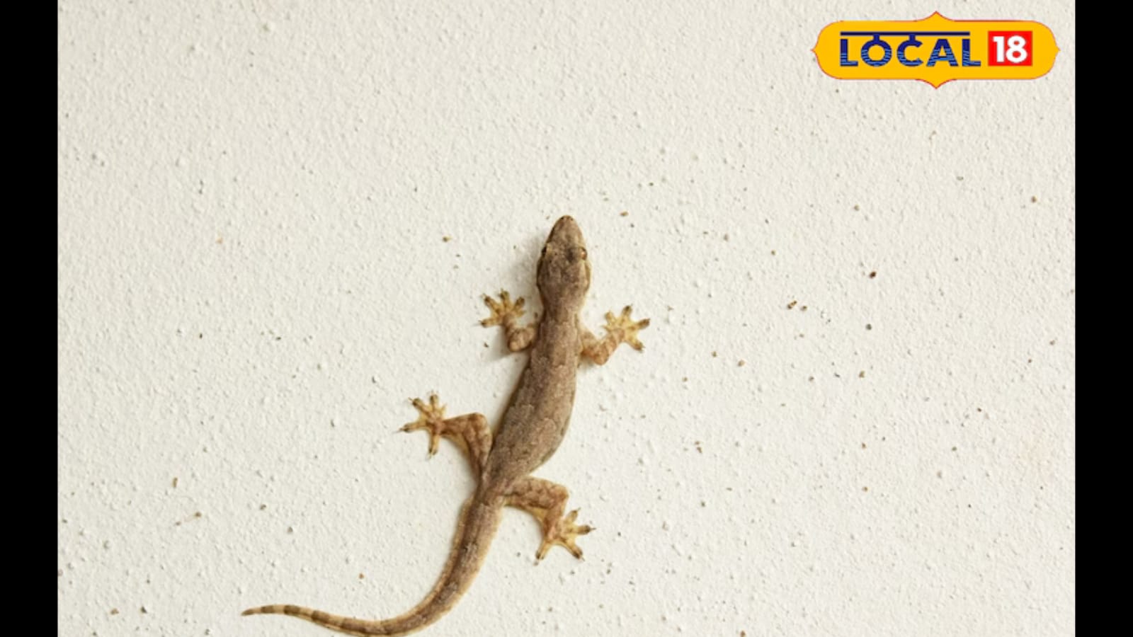 Tips And Tricks: How To Keep Lizards Away From Your House This Summer |  Lifestyle News