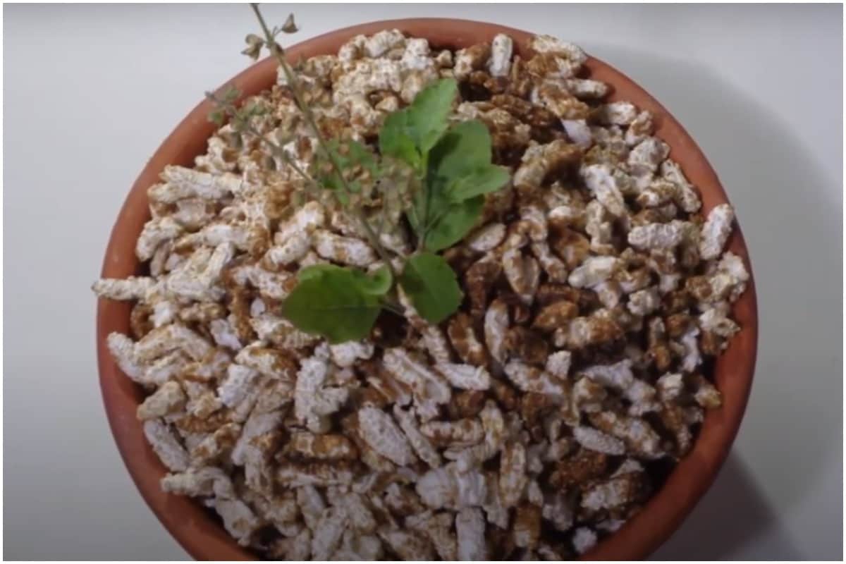 Ukhuda: Ukhuda is a local sweet made by sweetening fried puffed rice. This crunchy delight is also served as Bhog (offering) at the Puri Temple. (Representative image: Shutterstock)