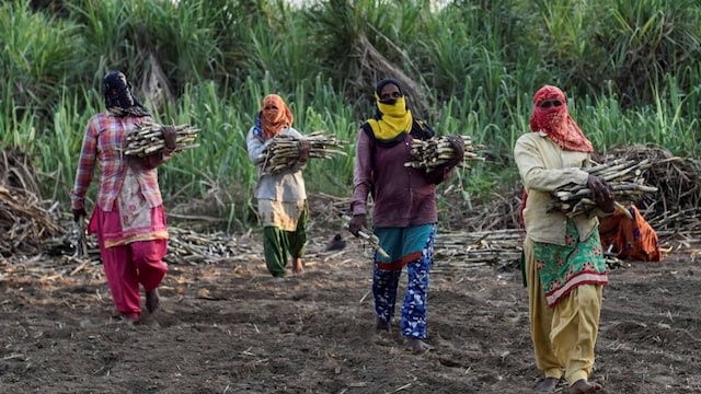 In a deeply disturbing case of exploitation and medical neglect reported from Maharashtra's Beed district, hundreds of female sugarcane workers allegedly underwent hysterectomies in late 2024 before migrating for seasonal agricultural labour.

According to an official health department report prepared following routine checkups of migrant sugarcane workers, 843 women had their uteruses surgically removed before departing for sugarcane harvesting work during the Diwali migration in 2024. Alarmingly, 477 of these women were between the ages of 30 and 35.

The surgeries, often performed in private clinics, raise troubling questions about informed consent and medical necessity. Of the total procedures, 279 were conducted in private facilities, though health officials claim they were carried out with the requisite permissions from government doctors.

However, the sheer scale of these surgeries, and the relatively young age of many of the women involved, has fuelled suspicions that the procedures are being used as a means to avoid menstruation and pregnancy during the backbreaking months of manual labour.

Beed sends approximately 1.75 lakh workers, including thousands of women, to other states every year for sugarcane cutting, a task marked by long hours, harsh weather, and physical toil. Health screenings conducted before and after this migration period uncovered widespread health challenges among the women.

According to the report, 3,415 women were found to be suffering from anemia caused by iron, B12, and folic acid deficiencies, as well as conditions like thalassemia and chronic blood loss from menstruation or surgery. Of these, 73 were diagnosed with severe anemia and have since received treatment.

Perhaps even more distressing, the report documents that 1,523 women in the district were found to be working in sugarcane fields while pregnant. Armed with sickles in hand and bearing the weight of unborn children, these women were reported to be enduring grueling conditions with no respite. All of them have since been registered on the government’s Maternal and Child Care portal, which aims to track and support their health, but the gesture comes far too late for many.

Officials from the Maternal and Child Care department attributed the high number of hysterectomies to chronic symptoms like excessive menstrual bleeding, bacterial infections, and persistent abdominal pain. Yet health activists argue that these symptoms are often manageable through less invasive treatments and that the surgeries may reflect deeper socio-economic pressures - where women, often at the mercy of contractors, feel compelled to eliminate any obstacles to uninterrupted labour.

This is not the first time Beed district has drawn attention for reports of rampant hysterectomies among rural labourers. The new data renews calls for regulatory oversight, better health infrastructure, and stronger protections for female workers in the informal labour sector. (PTI Photo)
