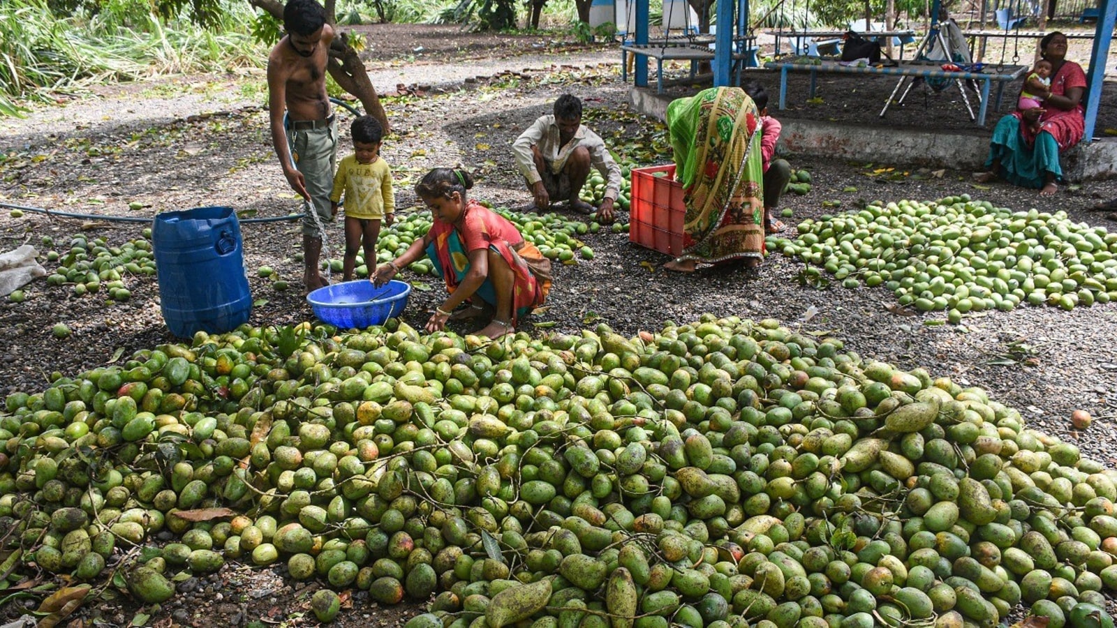 Siddaramaiah Puts Mango Matchup With Andhra In Centre's 'Aambit', Seeks Urgent Intervention