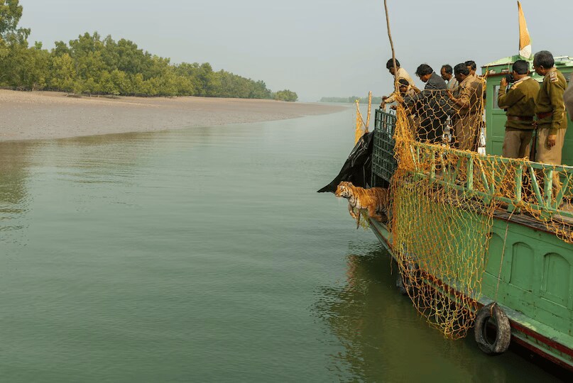 Tiger Autonomy Tiger’s Leap To Freedom Goes Viral On World Environment Day | Pics