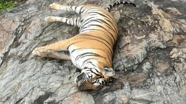 The 11-year-old tigress, first identified in 2014, is believed to have killed and partially consumed the cow before returning to the poisoned remains with her unsuspecting offspring. 