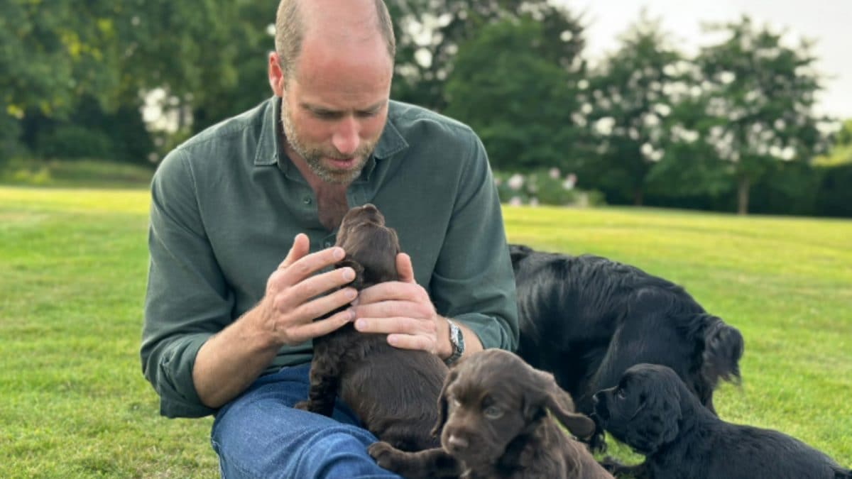 Kate Middleton and Prince William's puppies