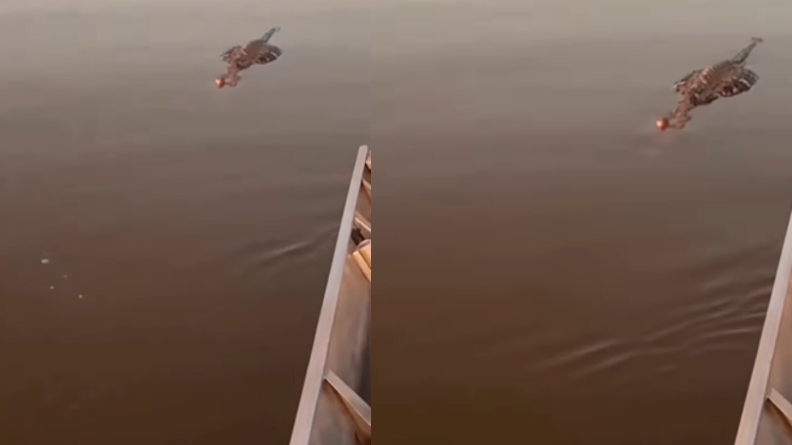 Viral Video: Fishermen Get a Surprise From 'Dead' Crocodile