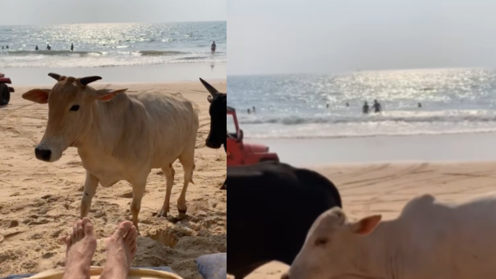 Australian Influencer's Meal Interrupted by Cows in Goa