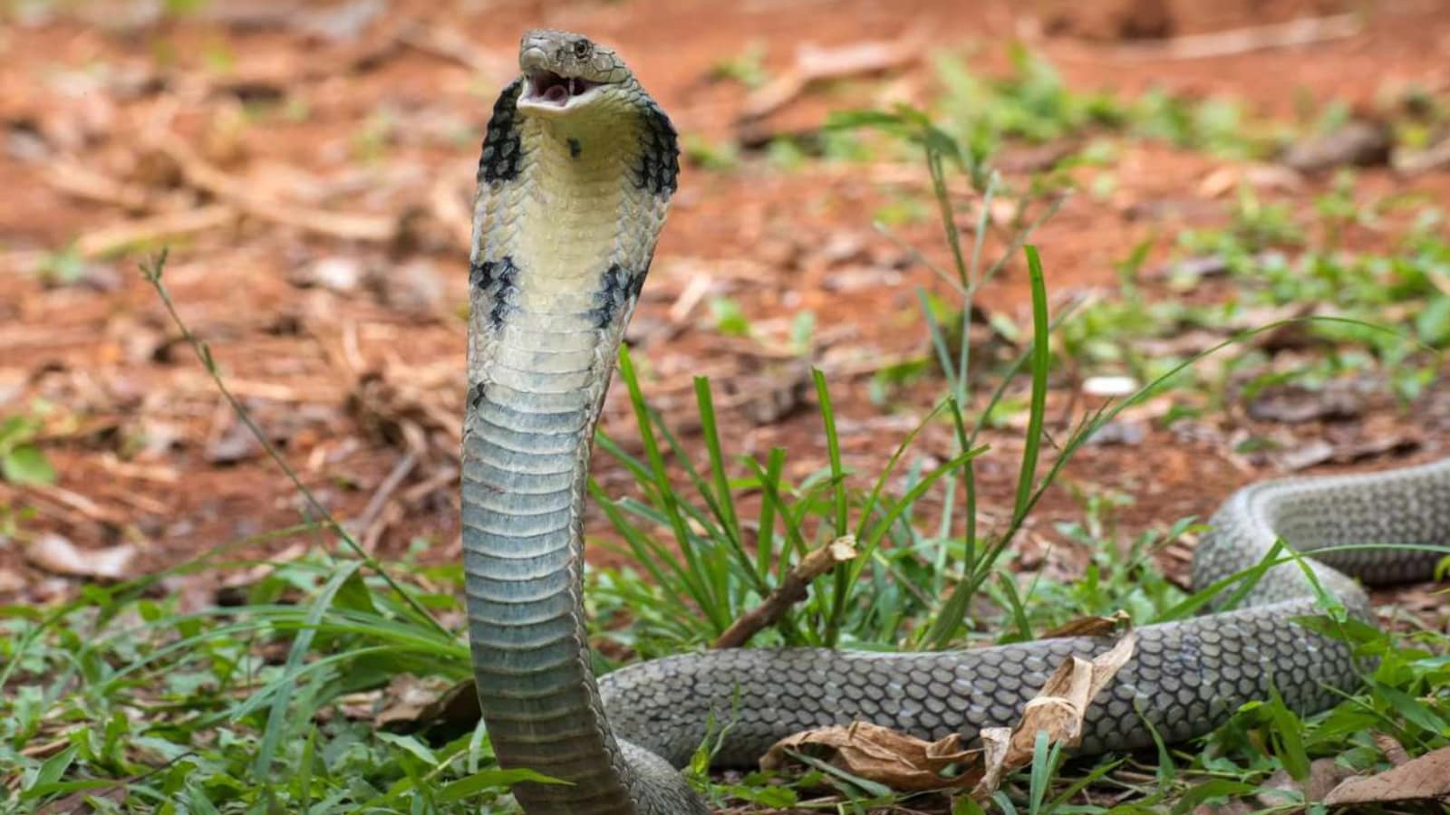 King Cobras Spotted Near Everest: Experts Fear Climate Impact