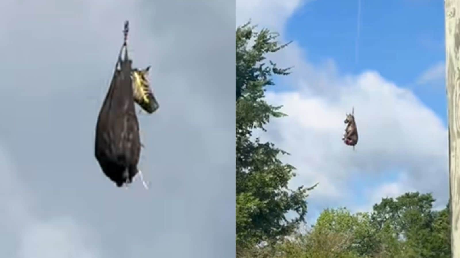 Runaway Zebra Ed Captured After Week-Long Tennessee Adventure