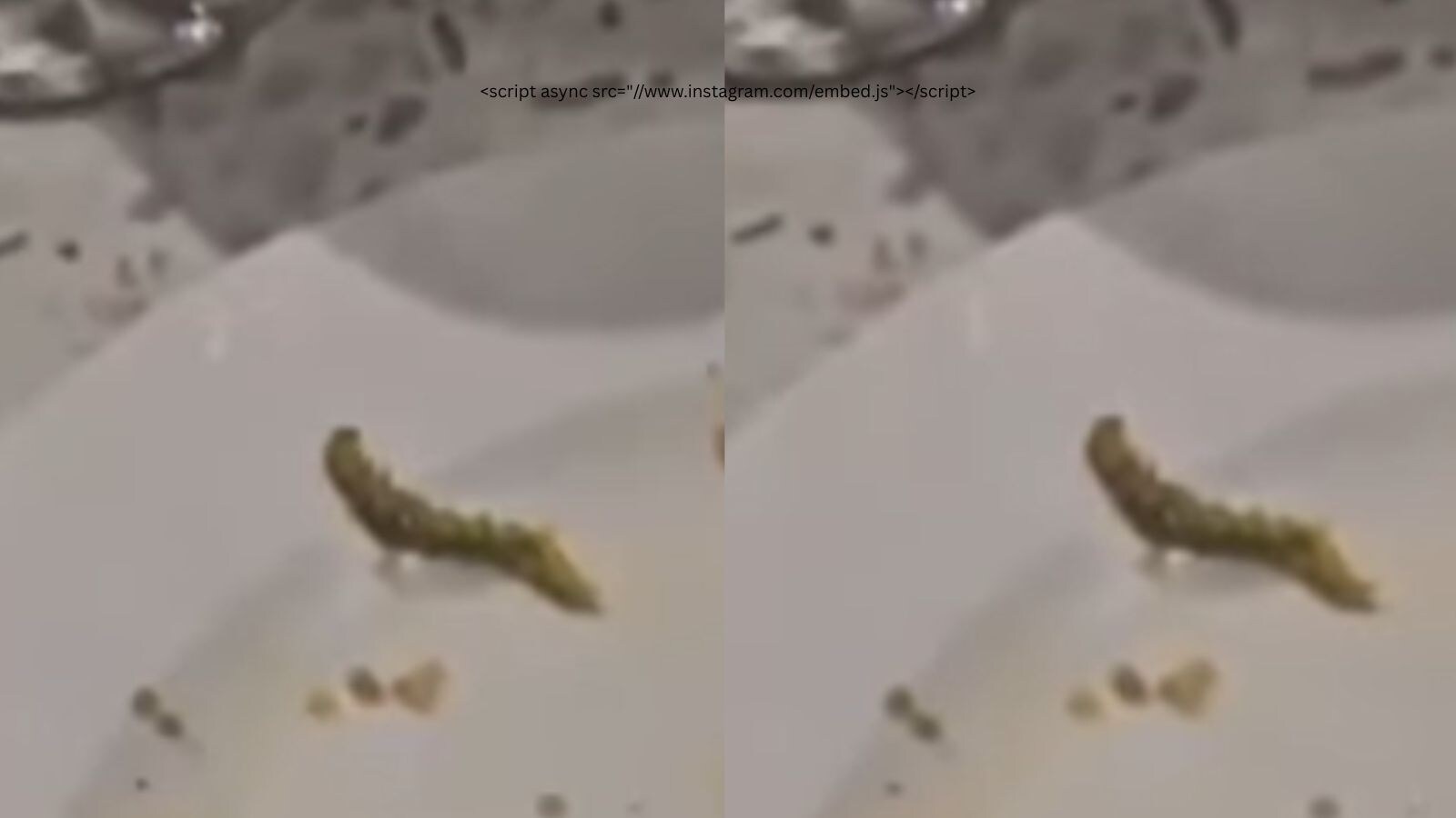 Caterpillar Found at Gurugram Restaurant, Sparks Inquiry