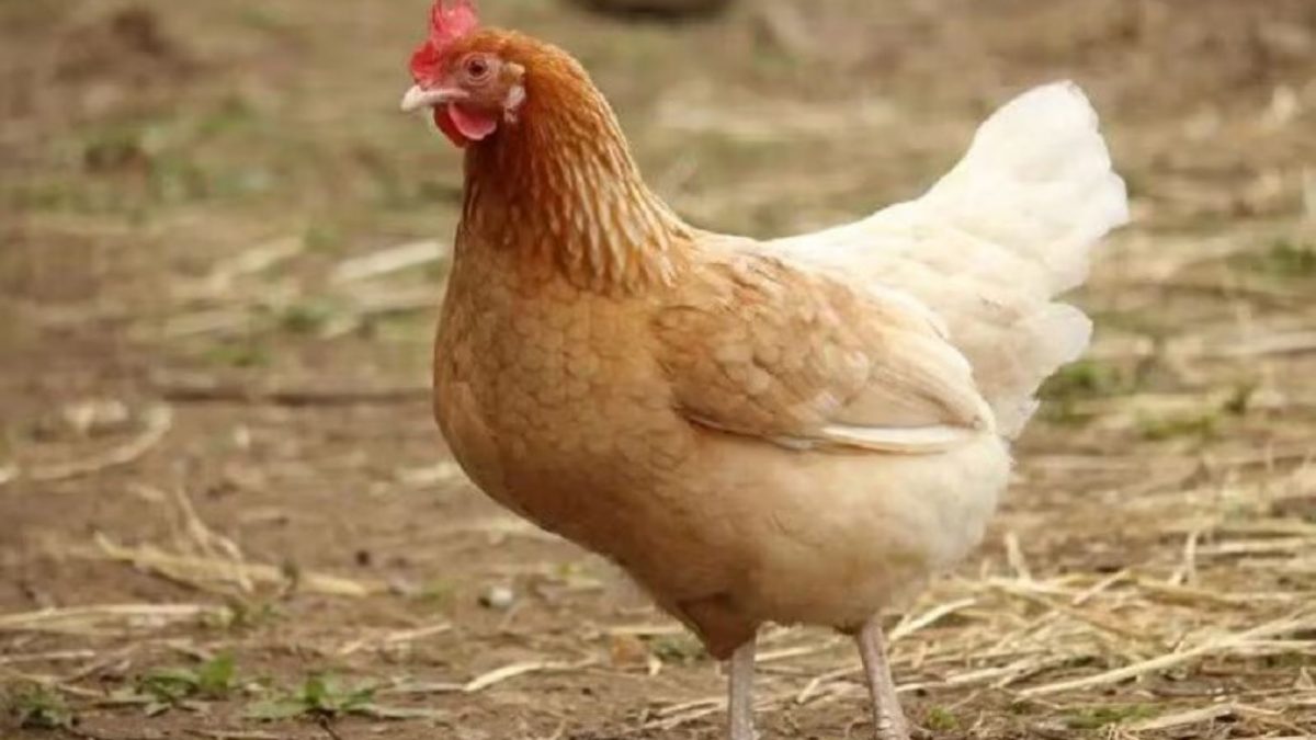 Hen's Death in Bihar Sparks Investigation Under New Law