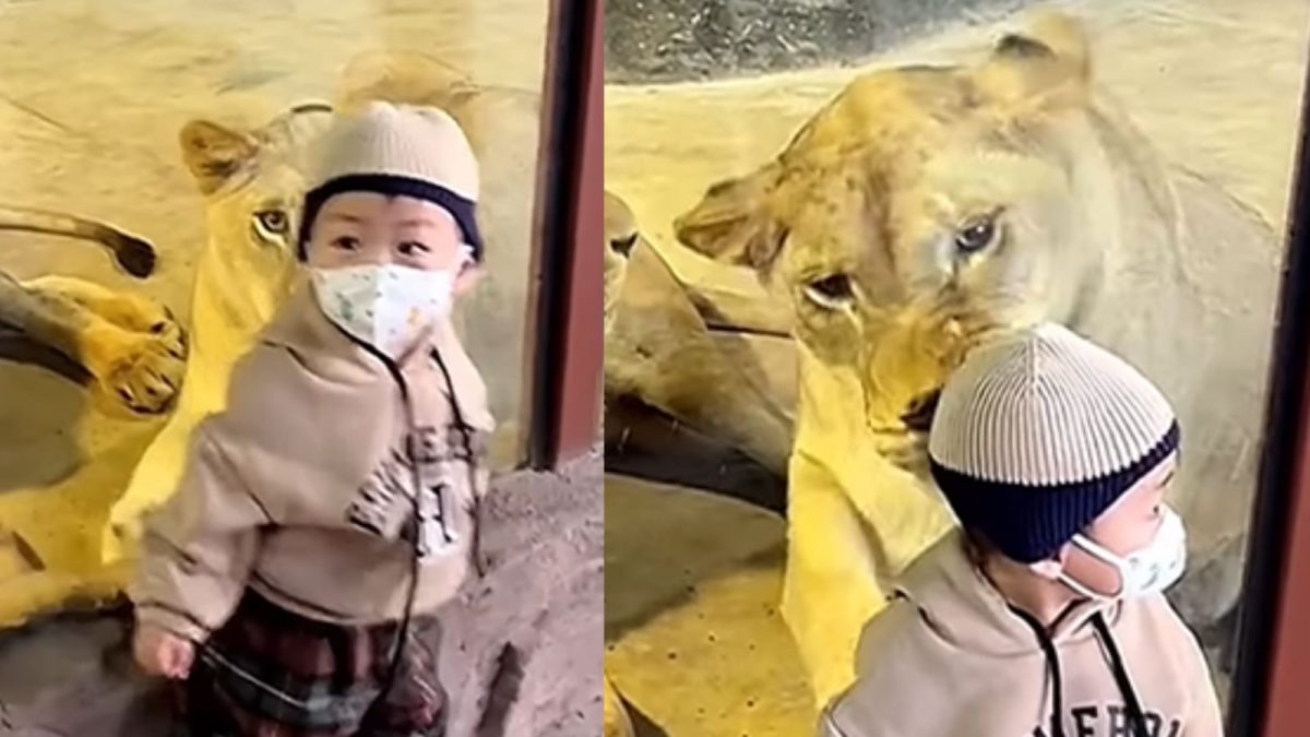 Viral Zoo Video Shows Lioness Attempting to Attack Toddler