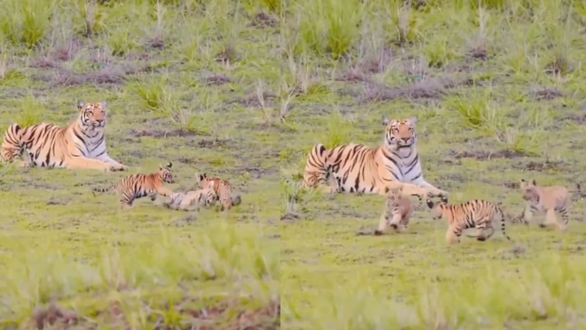 Tiger Cubs Go Full ‘Kabaddi Mode’ In The Wild. Internet Is Loving This Video Tiger Cubs Go Full ‘Kabaddi Mode’ In The Wild. Internet Is Loving This Video