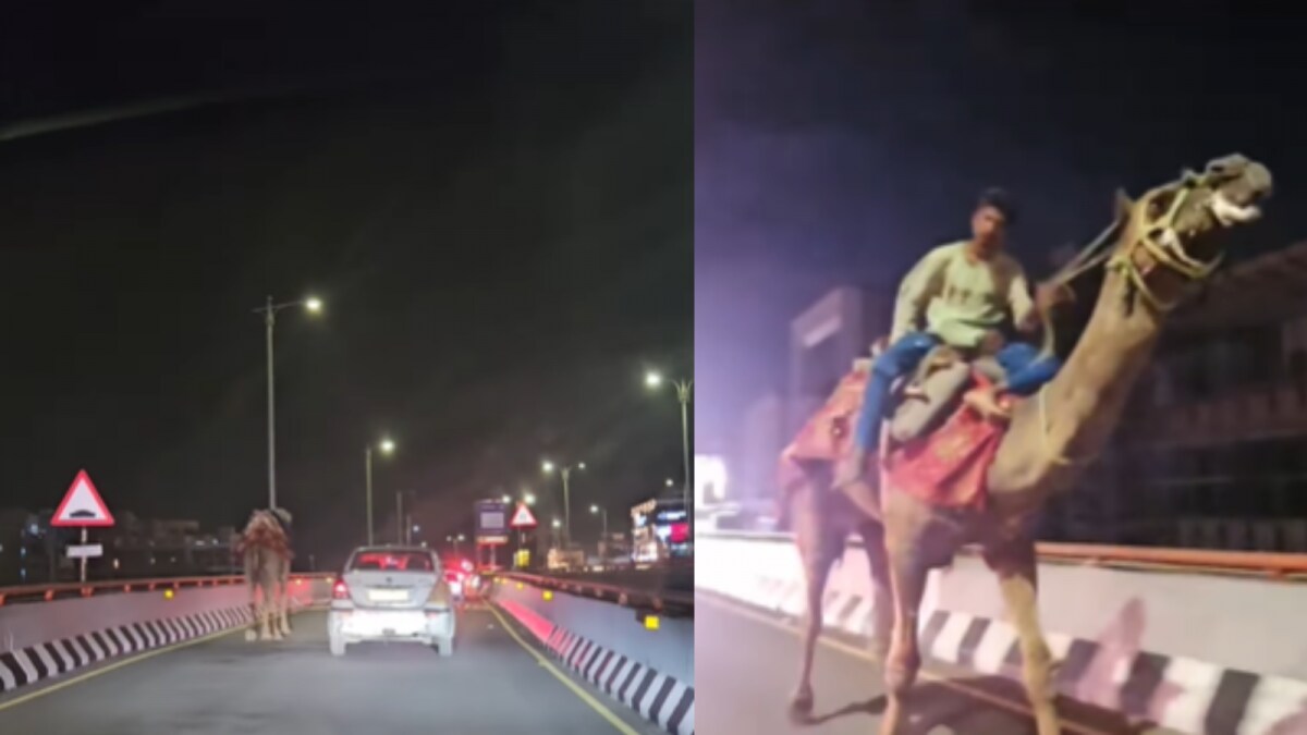 Drunk Man Rides Camel on Hyderabad Expressway, Sparks Panic
