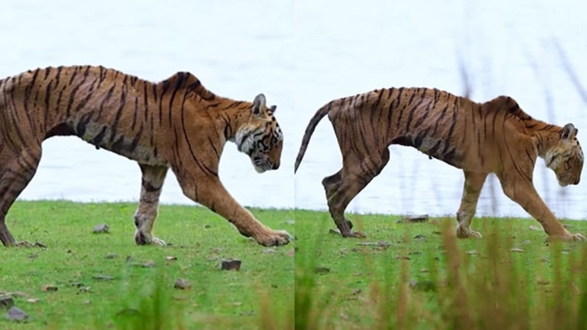 Ranthambore Tigress Arrowhead Dies At 14. Watch Her Last Walk Ranthambore Tigress Arrowhead Dies At 14. Watch Her Last Walk