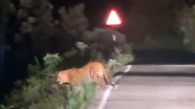 30 pm, when a group of workers returning from a tea factory caught the leopard on video (News18 Tamil)